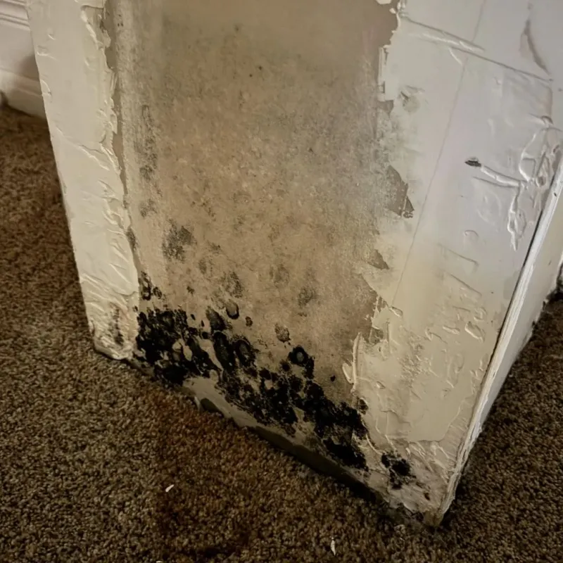 Professional Mold Removal in Holladay, UT
